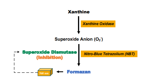 超氧化物歧化酶（SOD）活性檢測試劑盒說明書配圖2