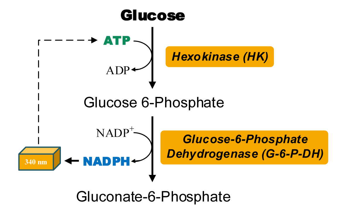 ATP含量檢測(cè)試劑盒圖2