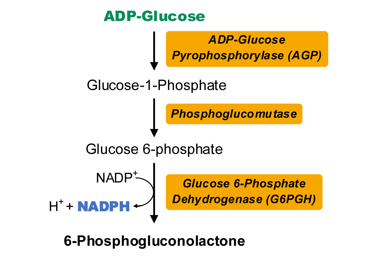 ADPG焦磷酸化酶活性檢測試劑盒原理圖