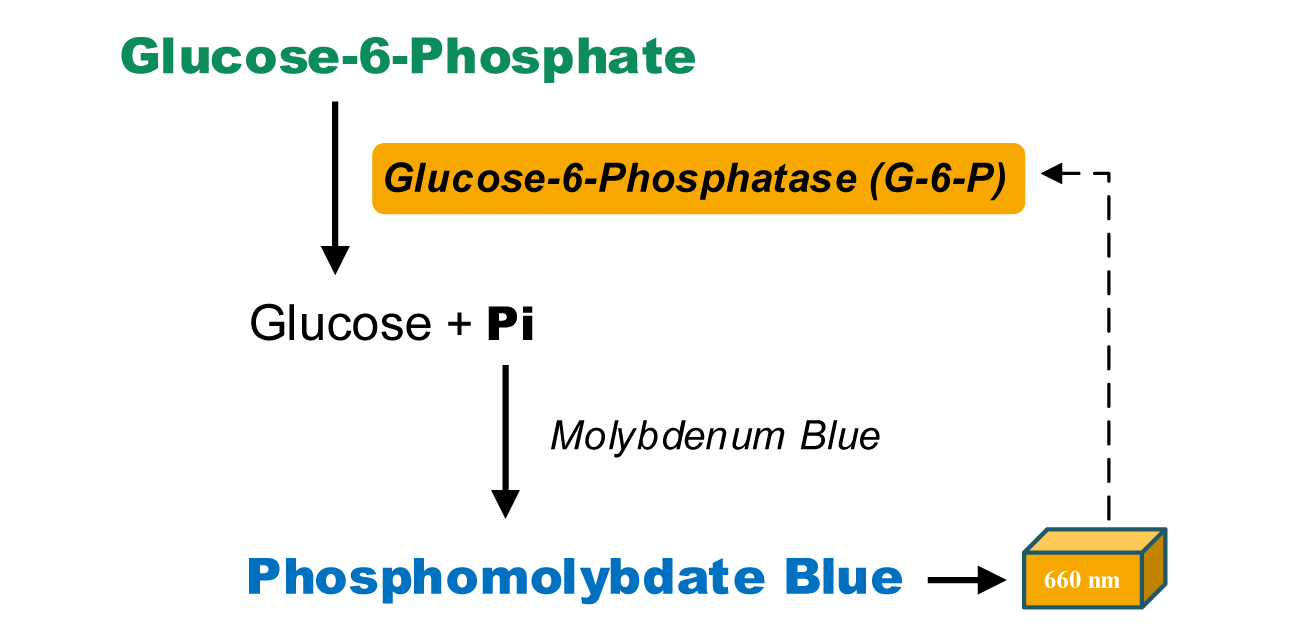 葡萄糖-6-磷酸酶活性檢測試劑盒圖2